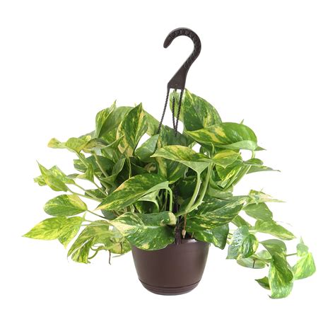 House plants can ease stress and even help clean the air. . Lowes indoor house plants